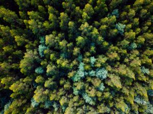 New research shows forests will lose a quarter of their trees by 2080 due to global warning. Image credit: Dr Ben Wagner/University of Melbourne.