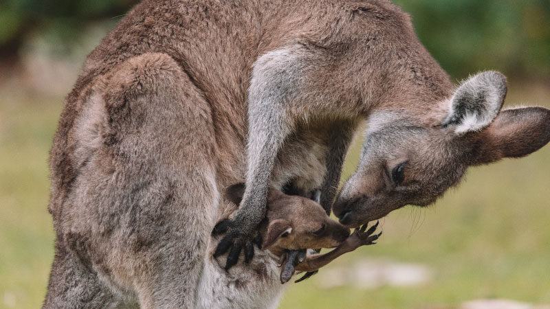 Photo of a kangaroo and it's baby joey