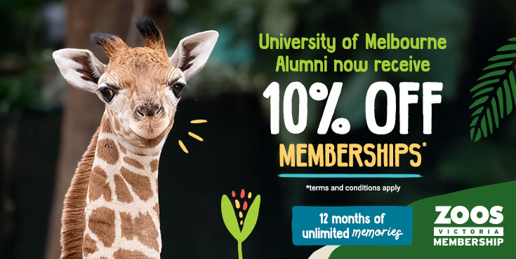 Baby giraffe Tambi