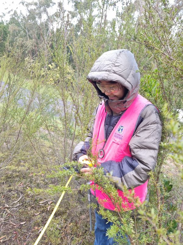 Person measuring plants with a tape measure in a bushland area