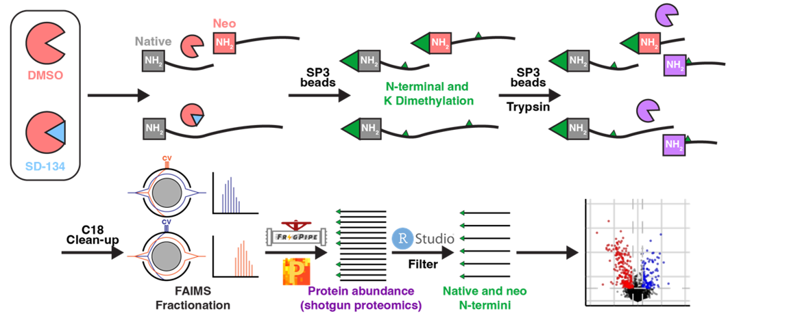 Diagram of application of proteomics to identify protease substrates in health and disease