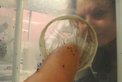 Dr Veronique Paris conducting mosquito research in the lab. Picture: Edward Tsyrlin, University of Melbourne