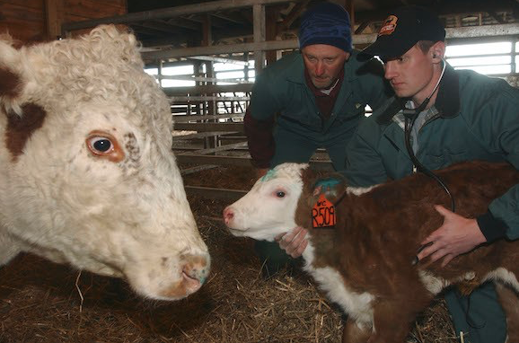 Cow and calf in a barn with researchers