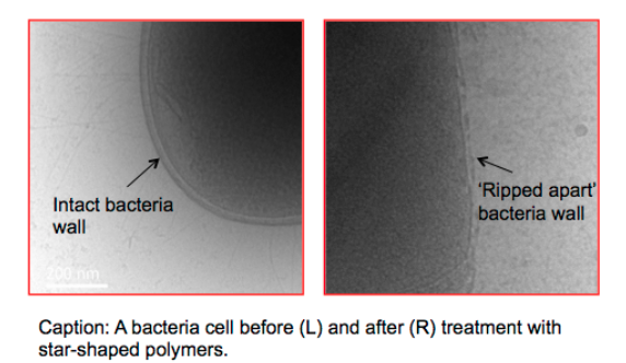 Bacteria cell before and after treatment with star-shaped polymers