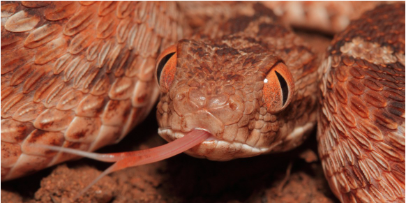 Close-up of a snake. 