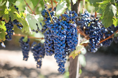Vineyard