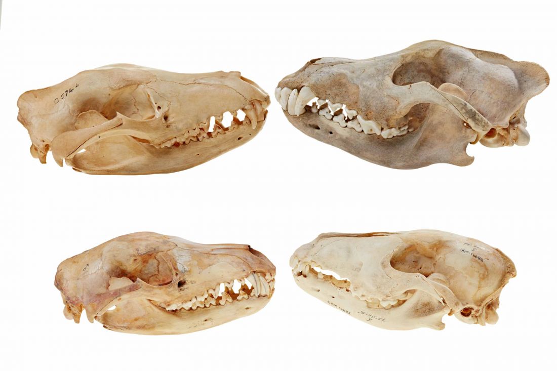 Thylacine skulls