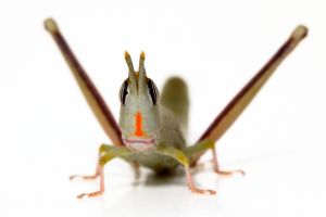 Face of Warramaba flavolineata, one of the two sexual species that crossed to form the parthenogen Warramaba virgo