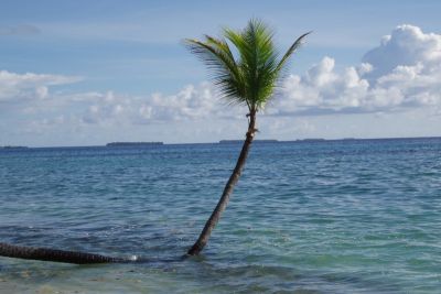 Bent palm tree in the sea