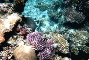 In a new paper for the Natural Climate Change journal, researchers have questioned the accepted narrative behind coral restoration, calling it a “dangerous distraction”. 