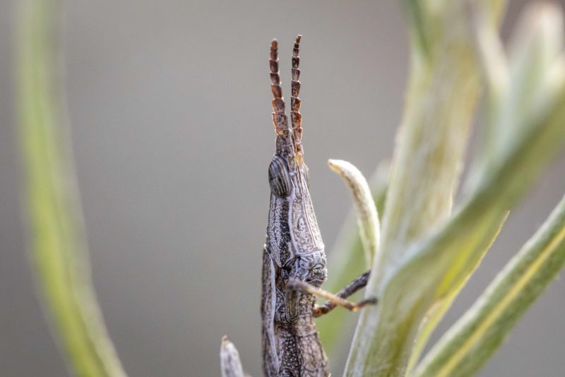 Key’s Matchstick Grasshopper. Credit: Zoos Victoria/Jo Howell