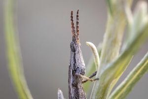 Key’s Matchstick Grasshopper. Credit: Zoos Victoria/Jo Howell