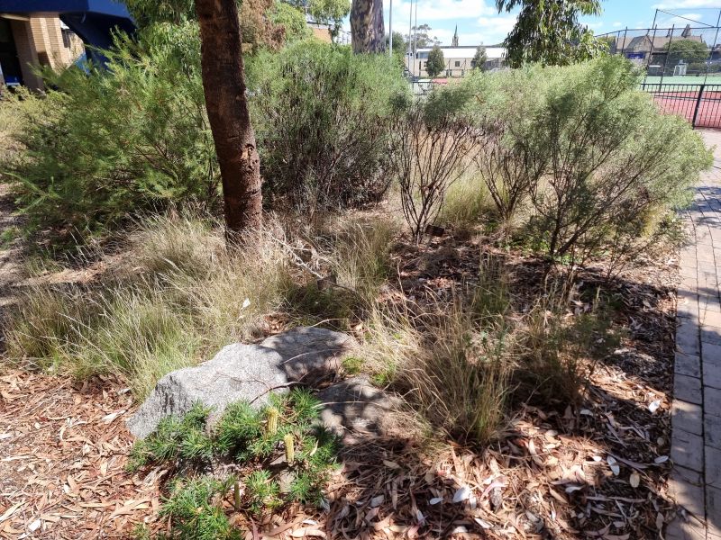 Example of high biodversity garden bed at Parkville campus showing logs and coarse woody debris, leaf litter, grasses, shrubs and plants