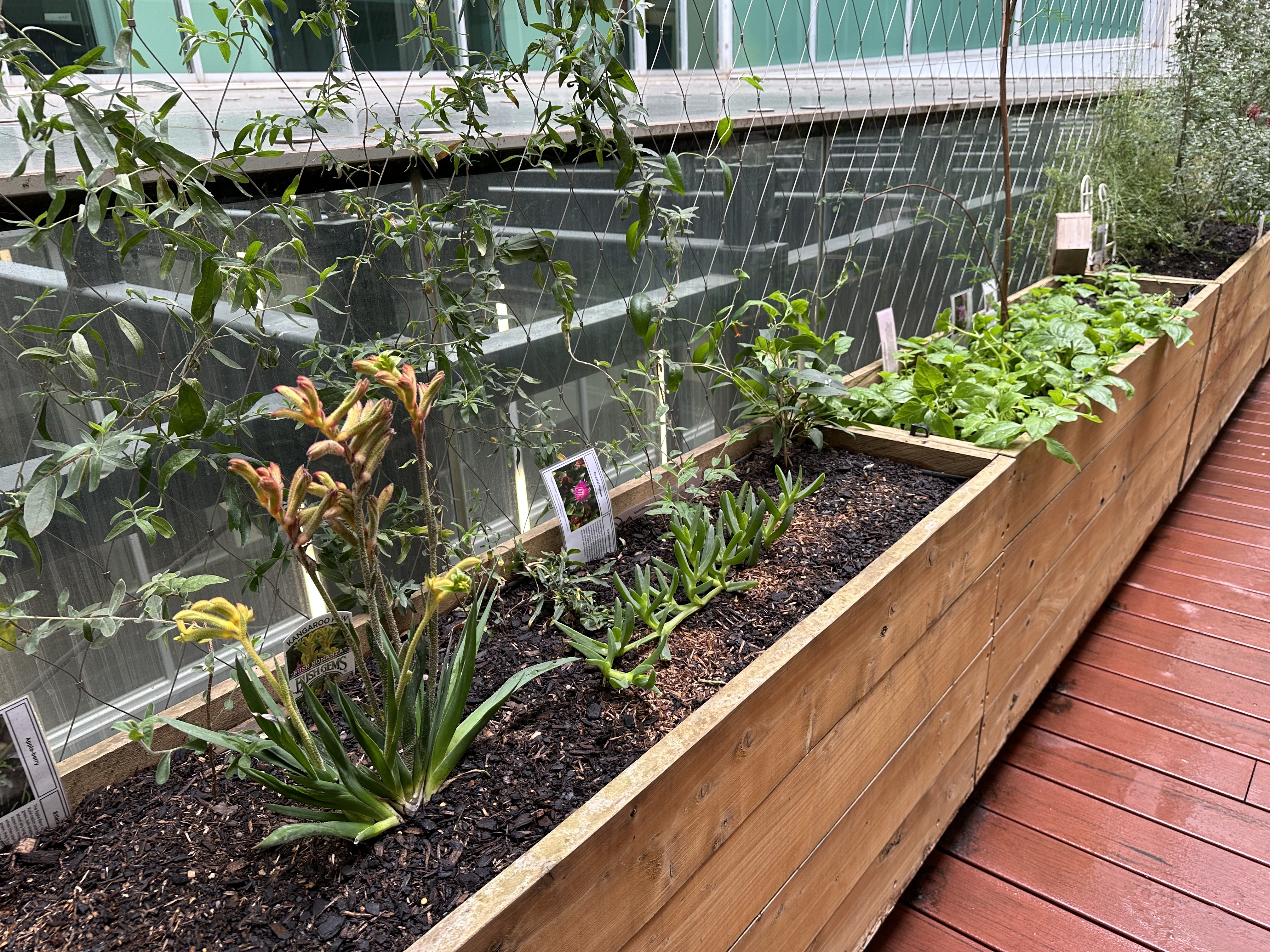 Raised garden bed with plants beside a building
