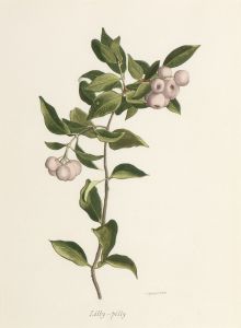 Lilly-pilly (Syzygium smithii) late 1940s