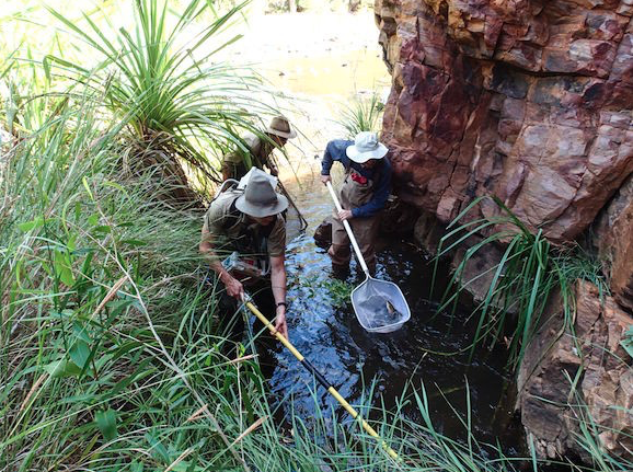 Fieldwork in the Kimberley