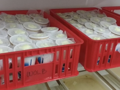 Mosquito Testing Malaysia