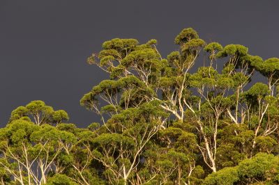 Gum trees against a grey sky