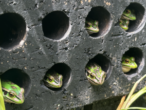 Adult green and golden bell frogs (Litoria aurea) using hotspot shelters - pictured within outdoor enclosures at the Macquarie University Fauna Park, Sydney, Australia. Photo credit: Anthony Waddle