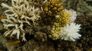 Bleached coral, Great Barrier Reef, 2024, Image credit: Ove Hoegh-Guldberg
