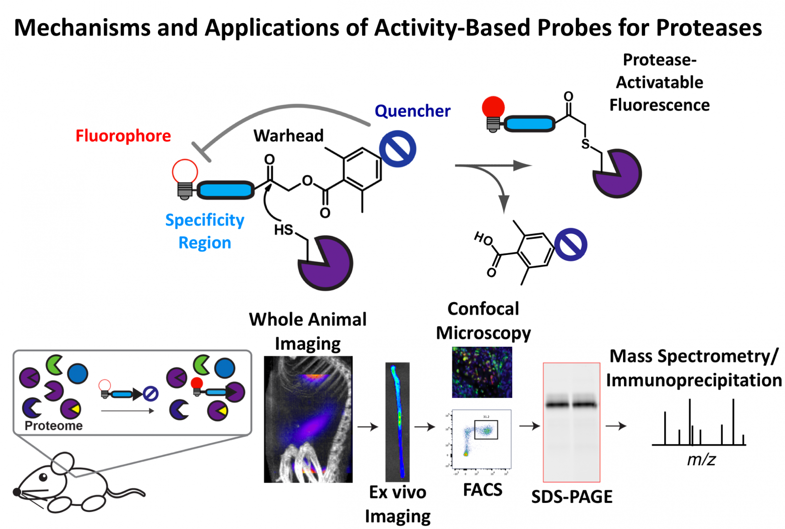 Diagram showing mechanisms and applications of activity-based probes for proteases
