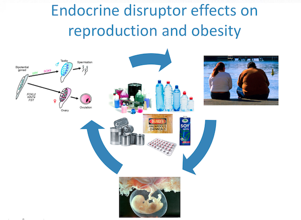 BPA exposure cycle - impact on metabolism and embryo development