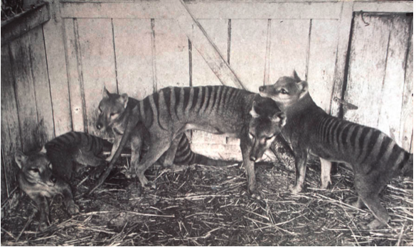 Image of Tasmanian tigers in captivity.