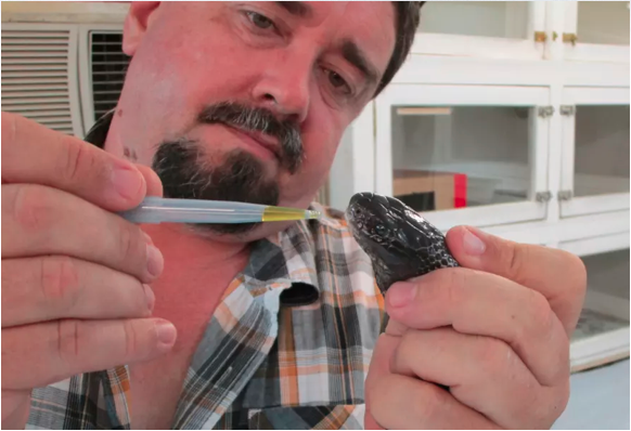 Image of Dr David Williams handling a Black Snake.