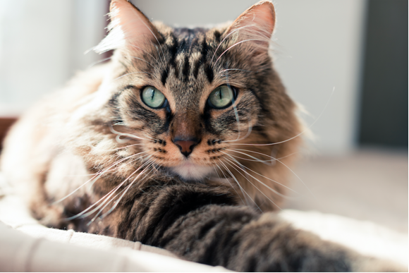Image of a cat.