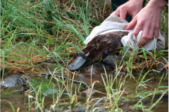 Image of a researcher releasing a platypus into a small stream.