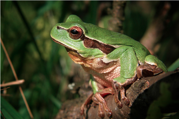 Image of a frog.