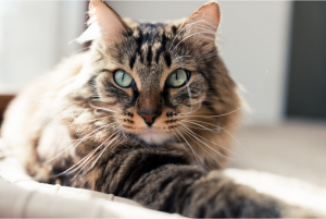 Close-up image of a cat.