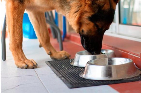 Image of a dog eating from bowl.