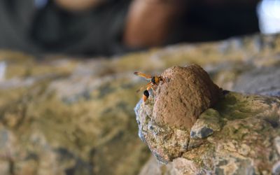 Wasp on Kimberley rock art
