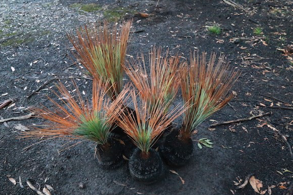 Grass trees that survived a fire