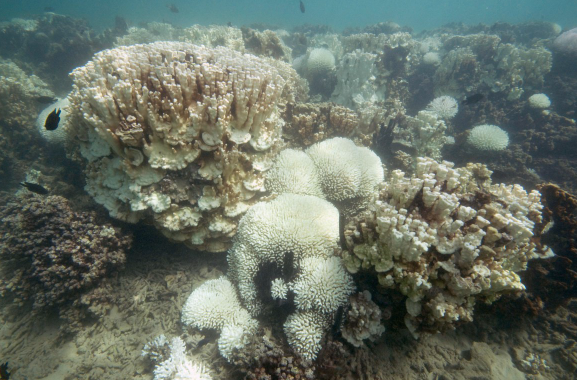 Coral bleaching at Lord Howe Island