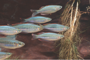 Image of rainbow fish.