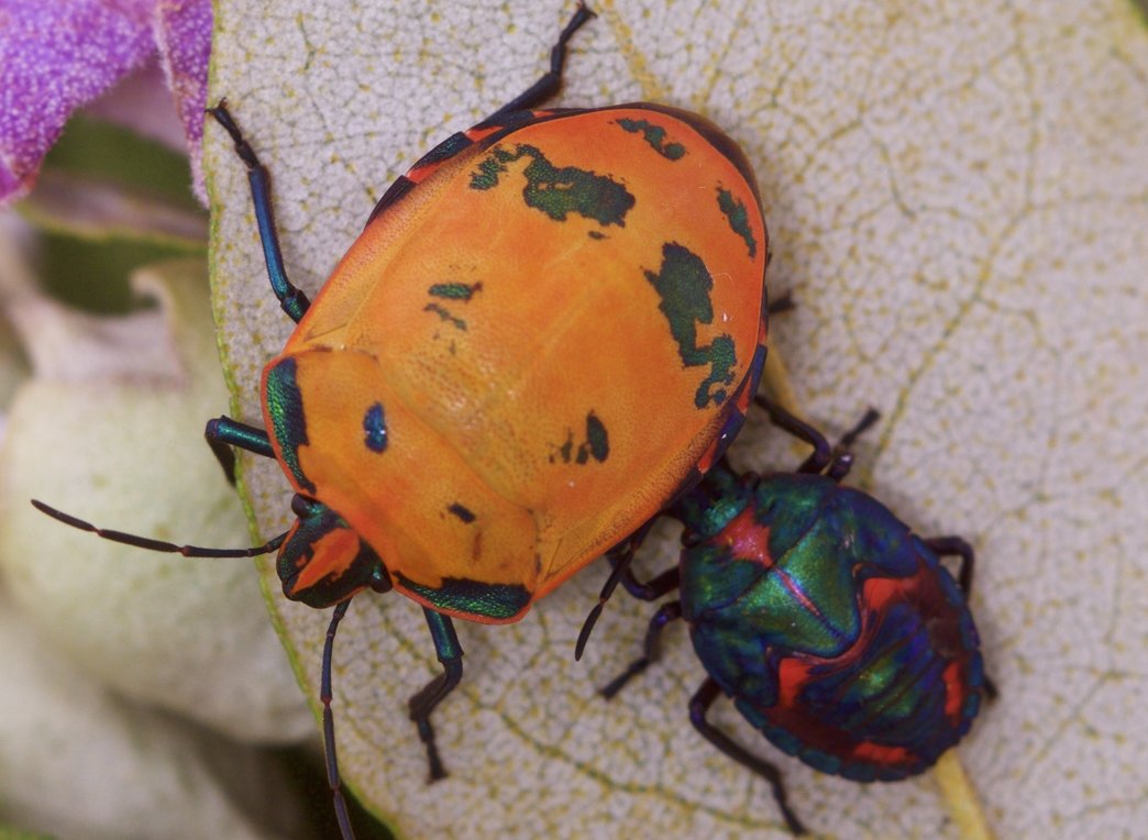 Bug Color Variations Bugs resort to several colours to protect themselves from predators