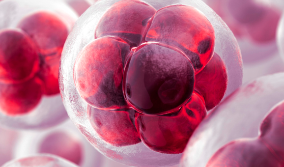 Red blood cell close up