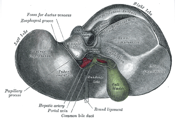 Illustration of liver and gall bladder