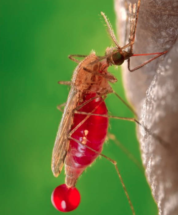 Close-up image of a mosquito.
