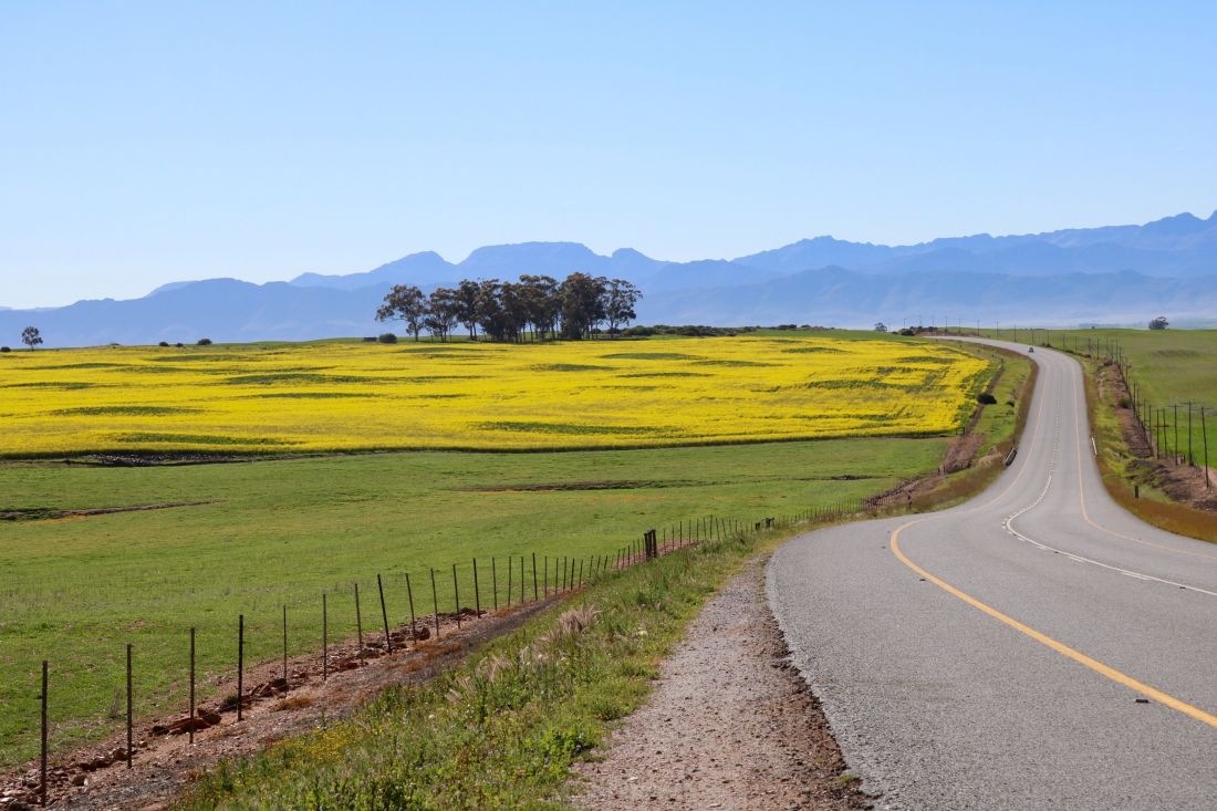 Canola field and road