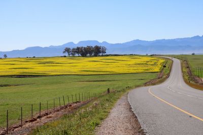 Canola field and road
