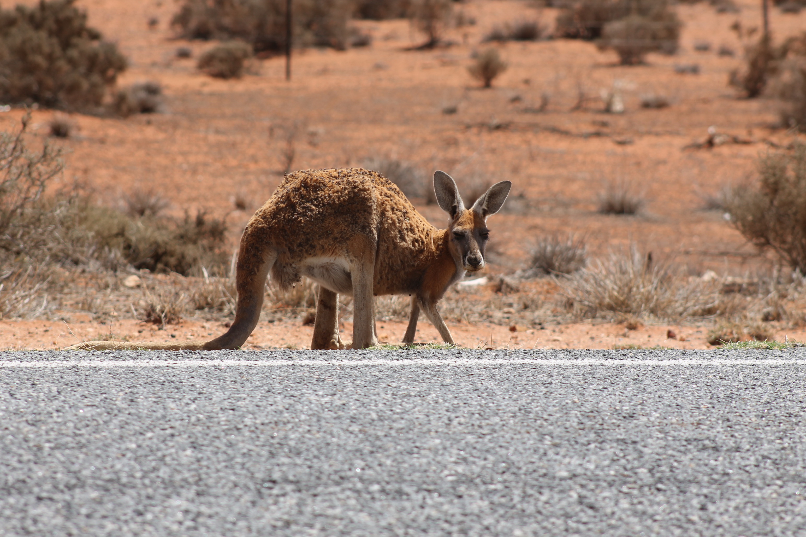 Experts unite in call for urgent roo management reforms
