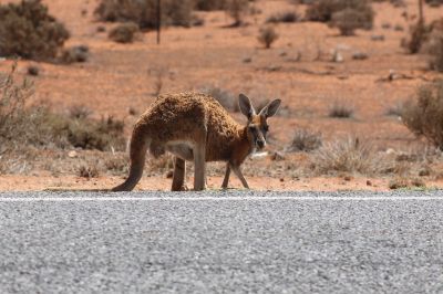 Drought affected kangaroo on a roadside.