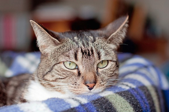 Pet census - image of a cat