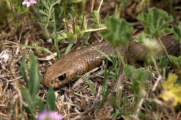 Pet owners must beware snake activity soon as spring starts - Snake close up