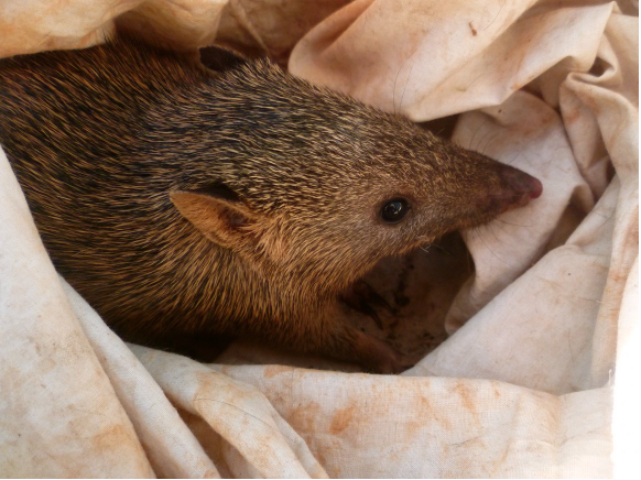 Wildlife in Top End.