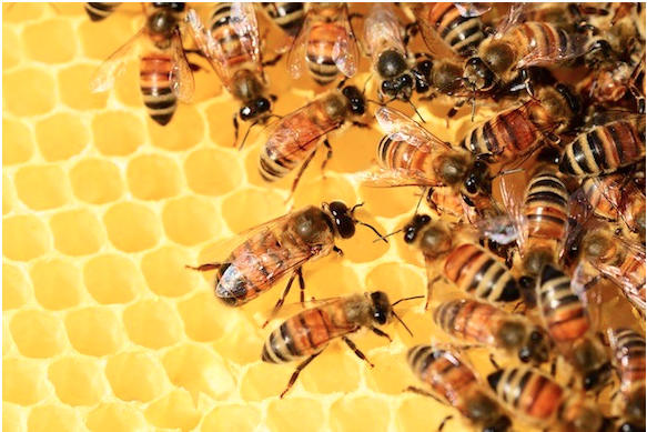 Close-up image of a swarm of bees in a hive.