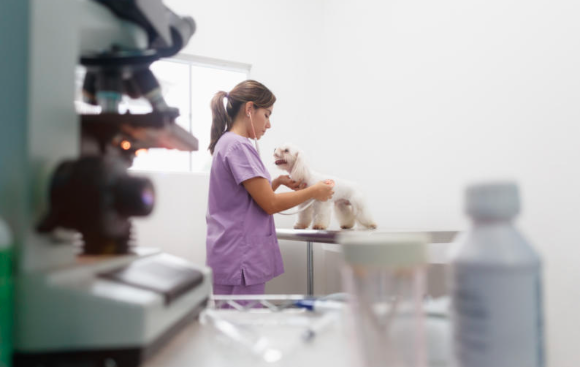 Image of a veterinarian examining a dog on an examination table.